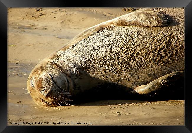 Seal Just Chilling ! Framed Print by Roger Butler