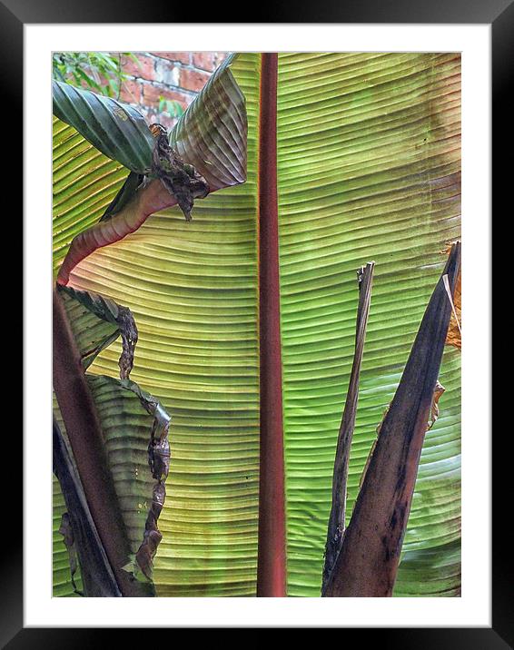 Beneath a Banana Leaf Framed Mounted Print by Roger Butler