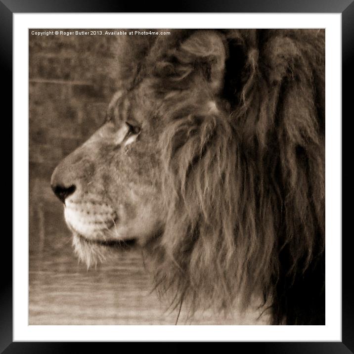 African King Framed Mounted Print by Roger Butler