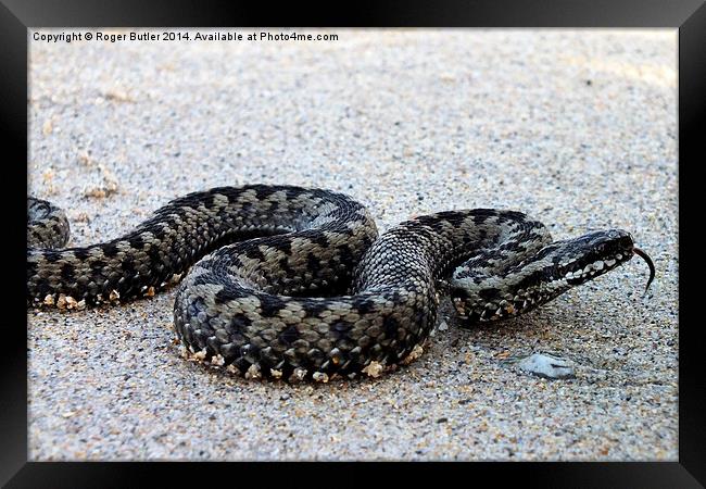  Adder on a Cornish Beach Framed Print by Roger Butler