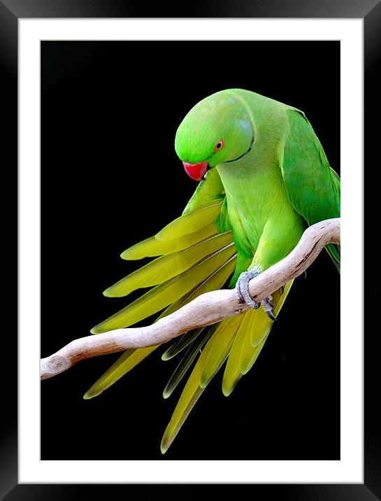 Indian Ringneck Parrot - Male Framed Mounted Print by Mikaela Fox