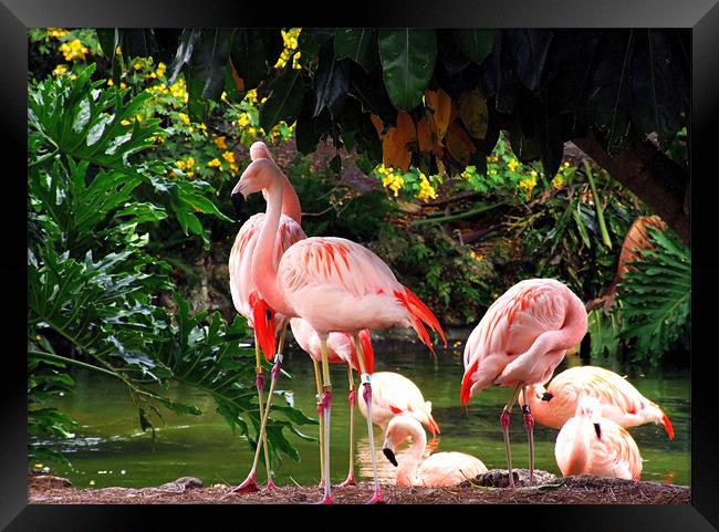 Family Of Flamingo Framed Print by Mikaela Fox
