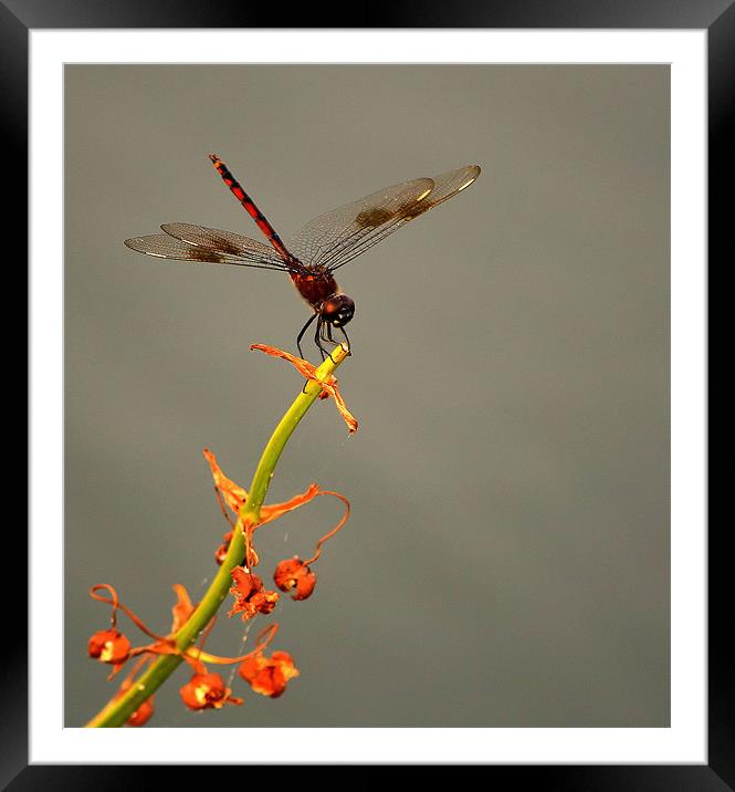 Delicate Dragonfly Framed Mounted Print by Mikaela Fox