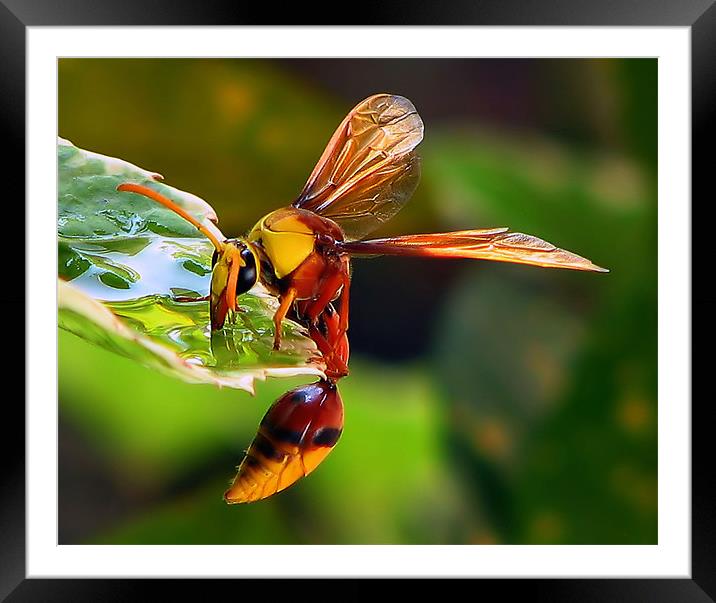 Yellow Jacket in Macro Framed Mounted Print by Mikaela Fox