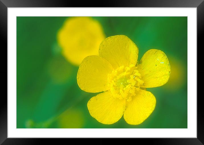 A delicate close up of a Yellow Buttercup Framed Mounted Print by Simon Armstrong