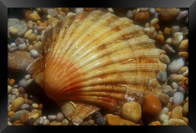Scallop Shell Framed Print by Simon Armstrong