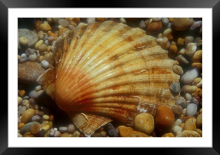 Scallop Shell Framed Mounted Print by Simon Armstrong