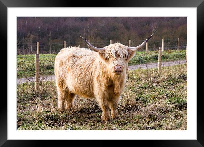 A Highland cow, Highland Cattle Framed Mounted Print by Simon Armstrong