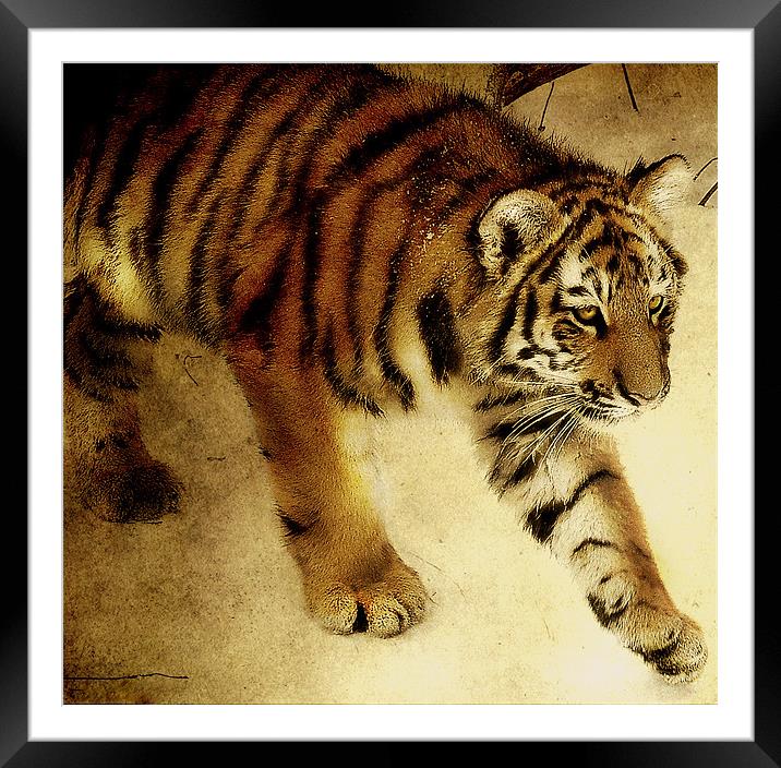 Siberian Tiger Framed Mounted Print by Alan Mattison
