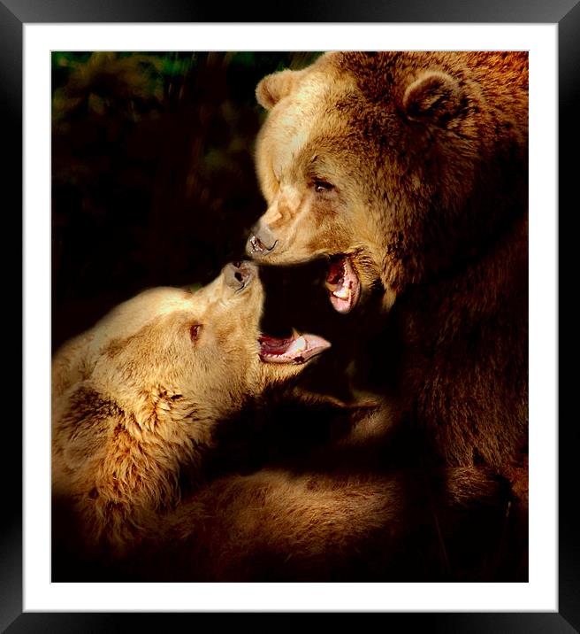 Bear talk Framed Mounted Print by Alan Mattison