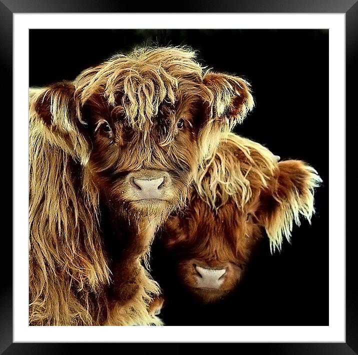 The look of curiosity Framed Mounted Print by Alan Mattison