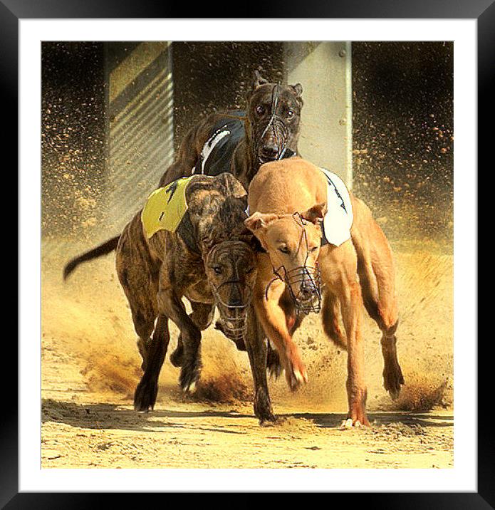 May the best dog win Framed Mounted Print by Alan Mattison