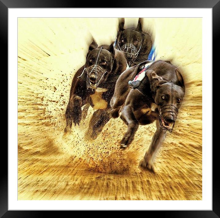 Who let the dogs out ? Framed Mounted Print by Alan Mattison