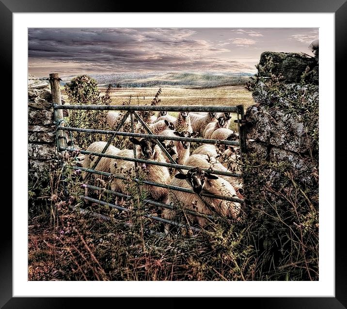  Feeding time Framed Mounted Print by Alan Mattison