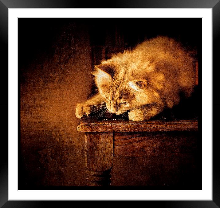  Kitten on a chair Framed Mounted Print by Alan Mattison