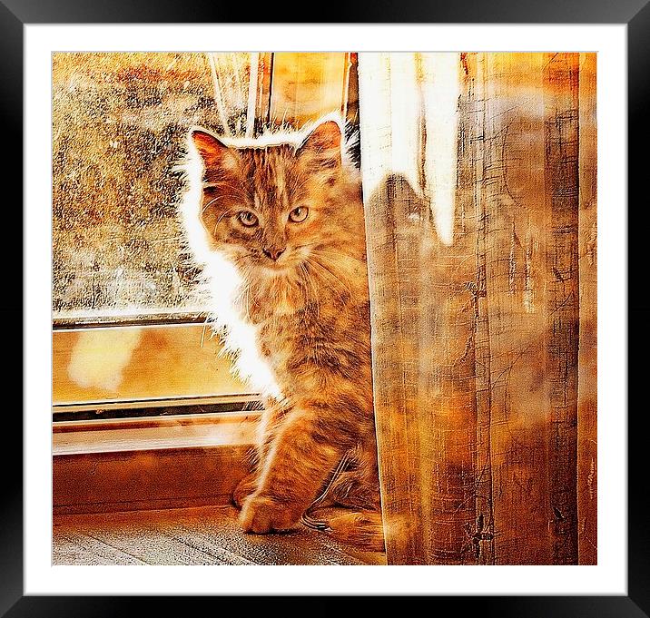  Kitten by the curtains Framed Mounted Print by Alan Mattison