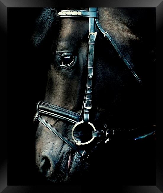  Stallion portrait Framed Print by Alan Mattison