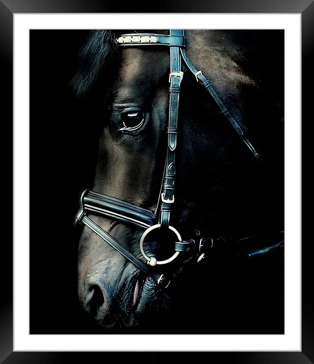  Stallion portrait Framed Mounted Print by Alan Mattison