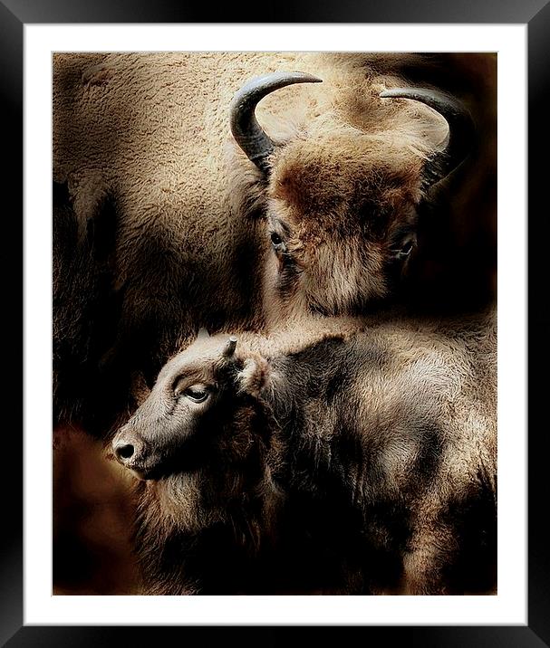  Buffalo love Framed Mounted Print by Alan Mattison
