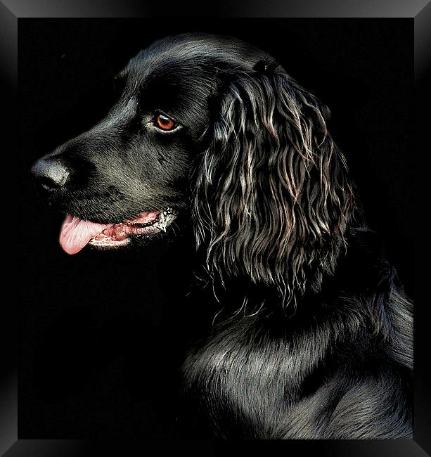  Cocker Spaniel study Framed Print by Alan Mattison