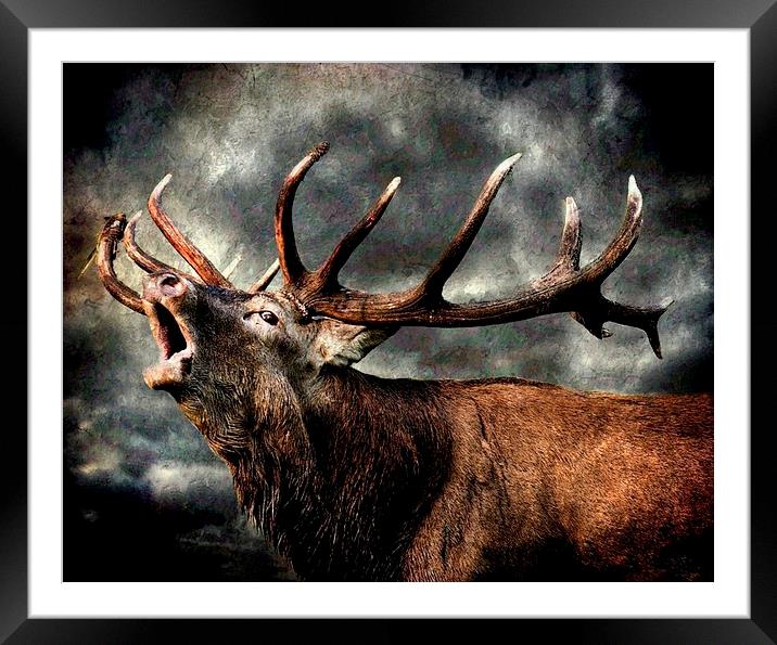  Call of the wild Framed Mounted Print by Alan Mattison
