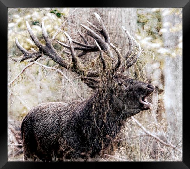  Roar of a king Framed Print by Alan Mattison