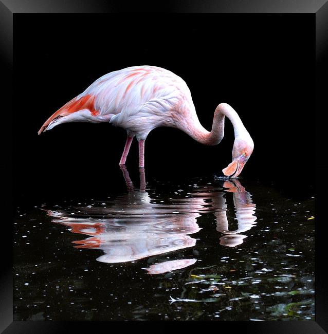 Pretty flamingo Framed Print by Alan Mattison