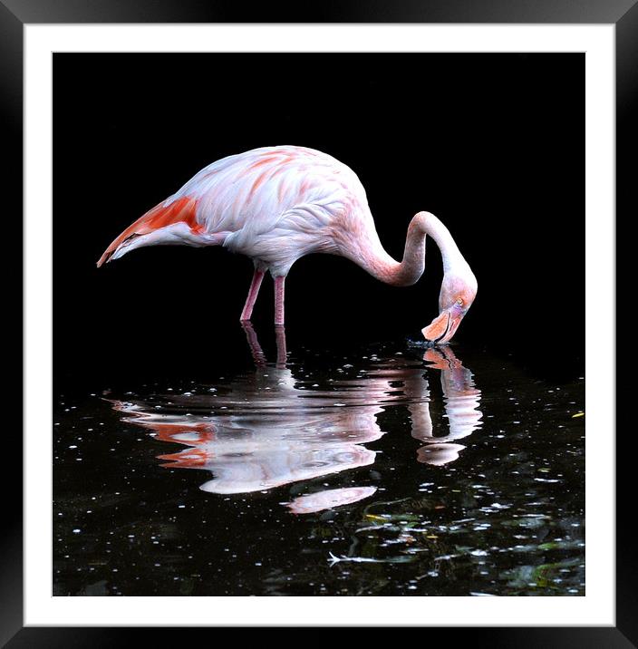 Pretty flamingo Framed Mounted Print by Alan Mattison