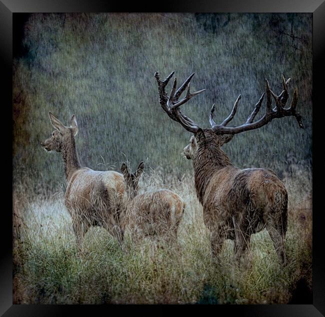 A walk in the rain Framed Print by Alan Mattison