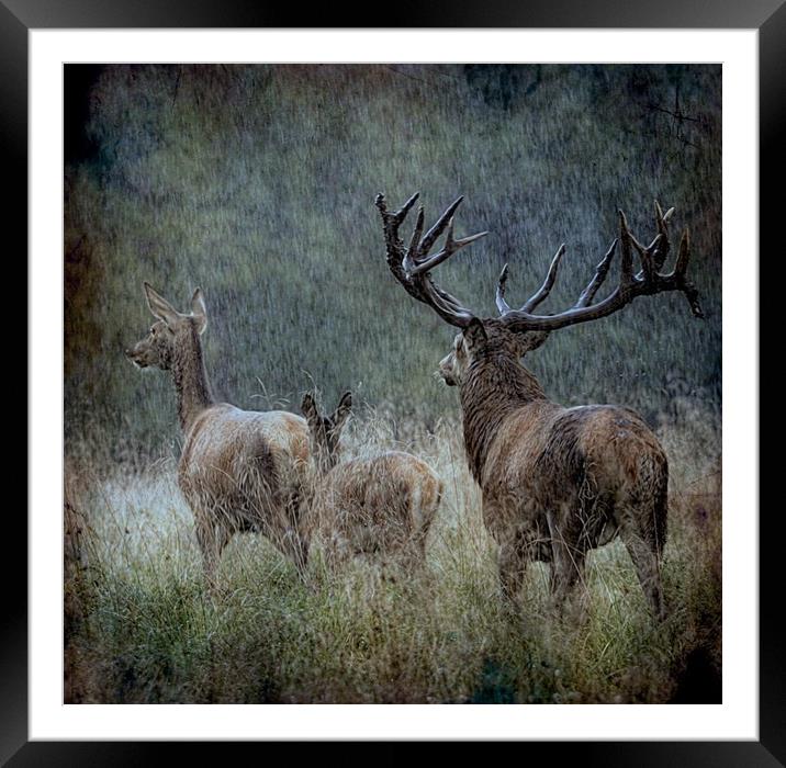 A walk in the rain Framed Mounted Print by Alan Mattison