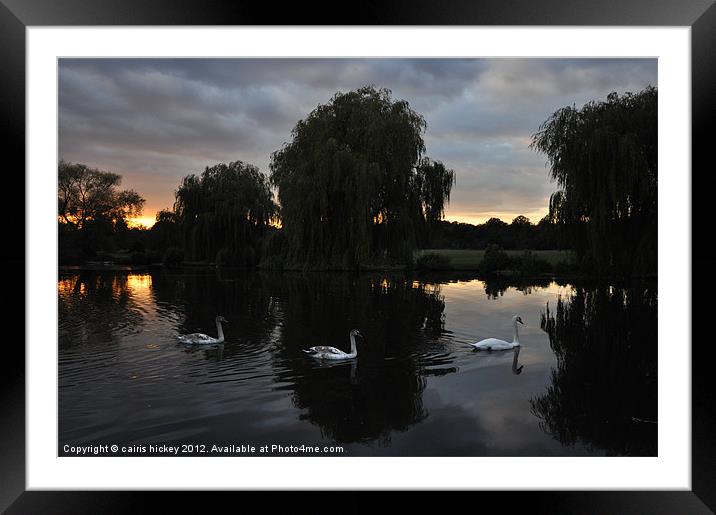 Swans at sunset Framed Mounted Print by cairis hickey