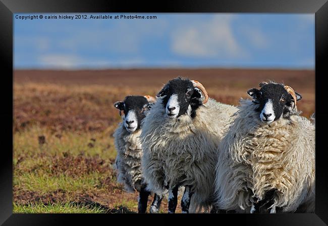 sheep Framed Print by cairis hickey