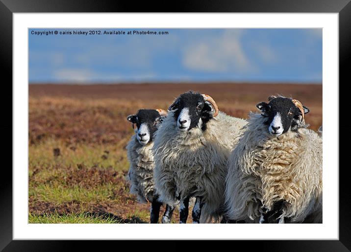 sheep Framed Mounted Print by cairis hickey