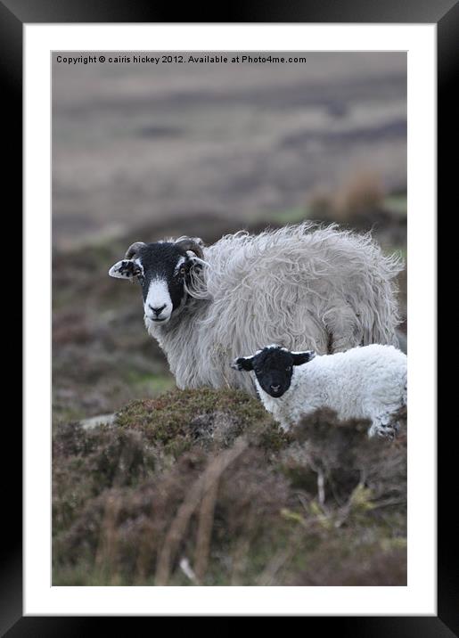 Mother & baby sheep Framed Mounted Print by cairis hickey