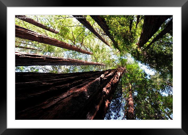  Redwood heights Framed Mounted Print by cairis hickey