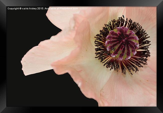  poppy Framed Print by cairis hickey