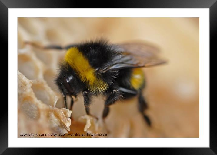 Bumble Bee Framed Mounted Print by cairis hickey