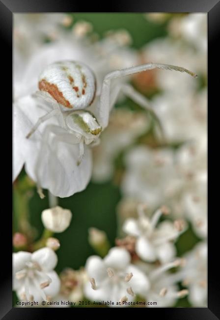Crab spider Framed Print by cairis hickey
