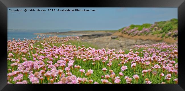 Seapinks wexford ireland Framed Print by cairis hickey