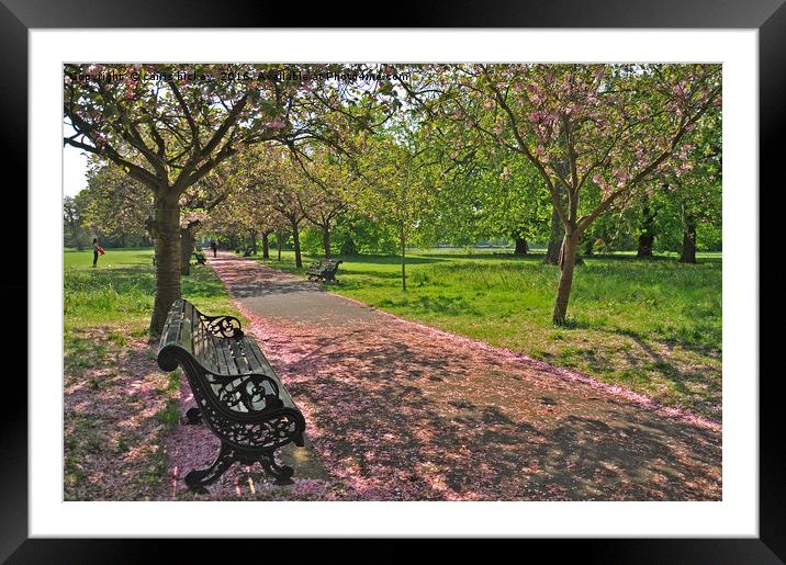 Bench of Blossom Framed Mounted Print by cairis hickey