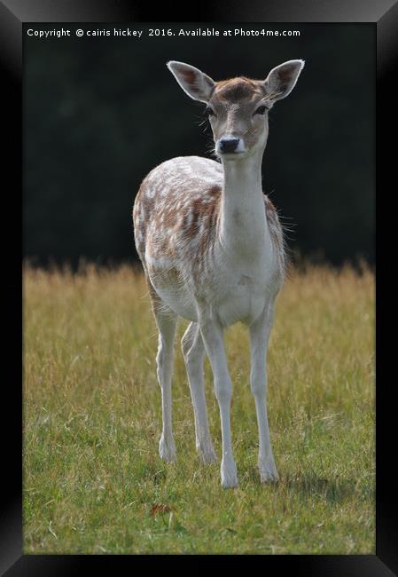 Bambi Framed Print by cairis hickey