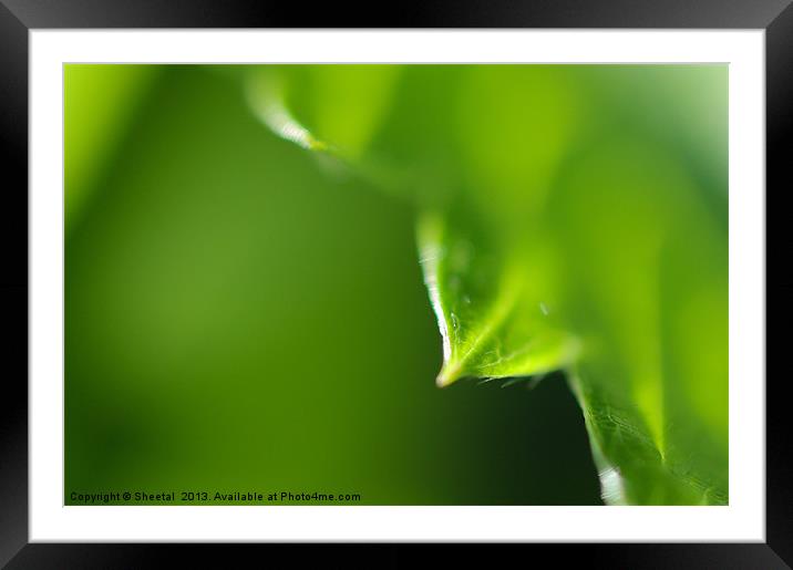 Leaves Up Close Framed Mounted Print by Sheetal 