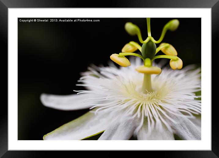 White Passiflora Framed Mounted Print by Sheetal 
