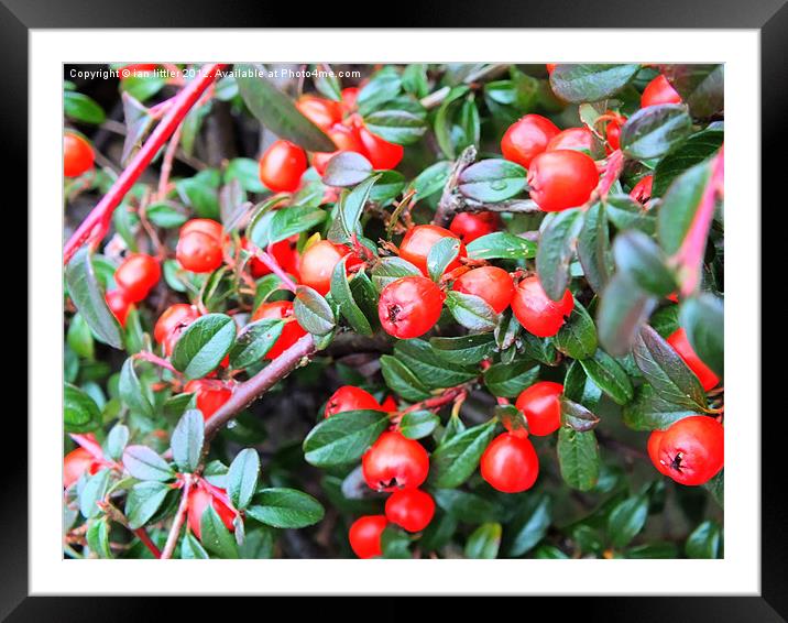 Red berries of winter Framed Mounted Print by ian littler