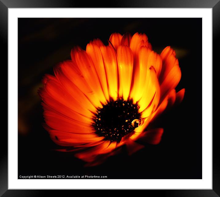 Marigold Framed Mounted Print by Alison Streets