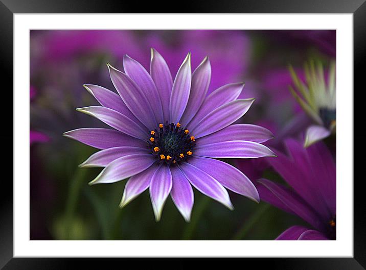 Purple Framed Mounted Print by Alison Streets