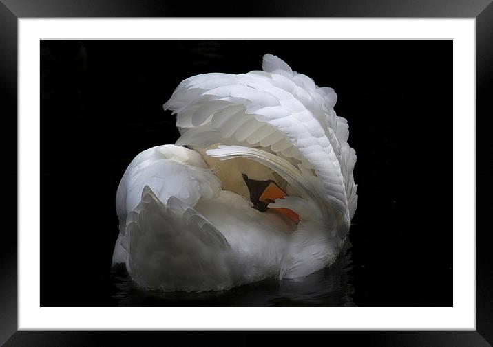  The Swan Framed Mounted Print by Alison Streets