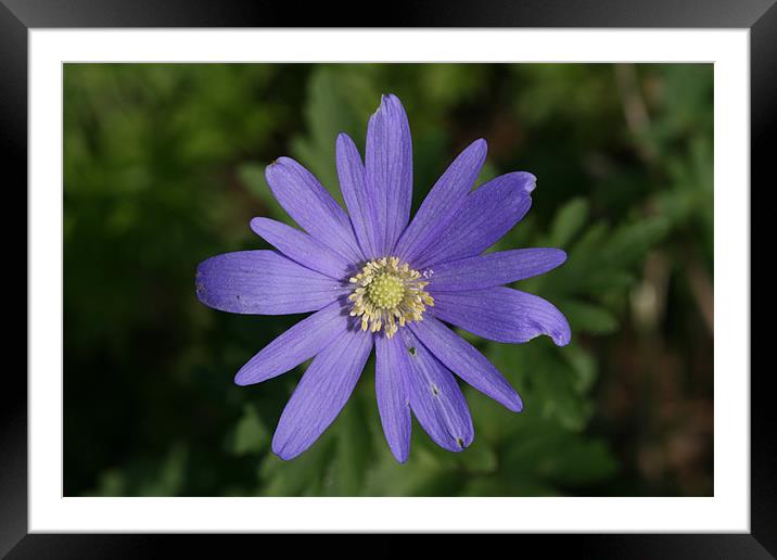 Blue Daisy Framed Mounted Print by Kathy Simms