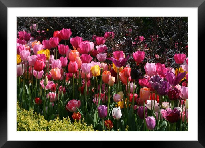 Pastel border Framed Mounted Print by Kathy Simms