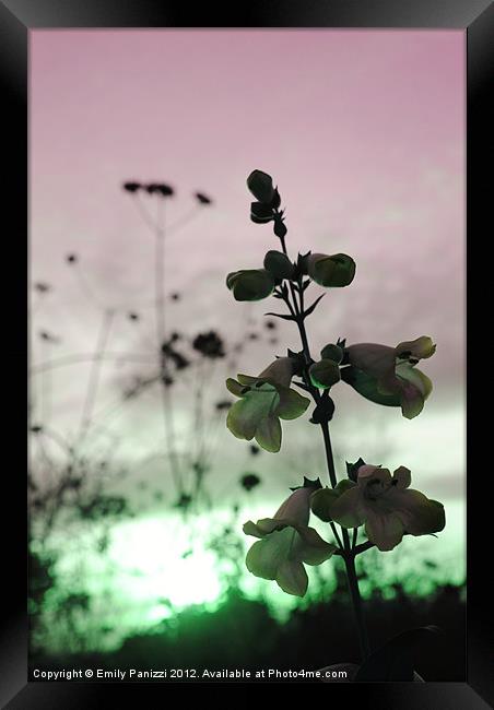 Flora at Sunset - Altered Hue Framed Print by Emily Panizzi